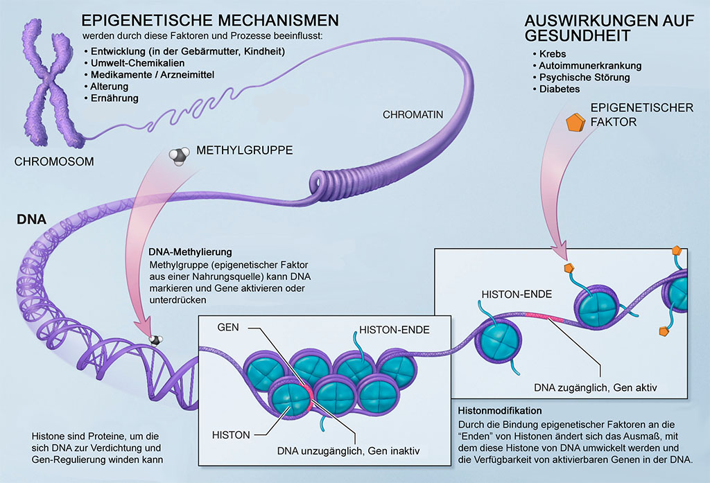 Graphics of epigentic mechanisms